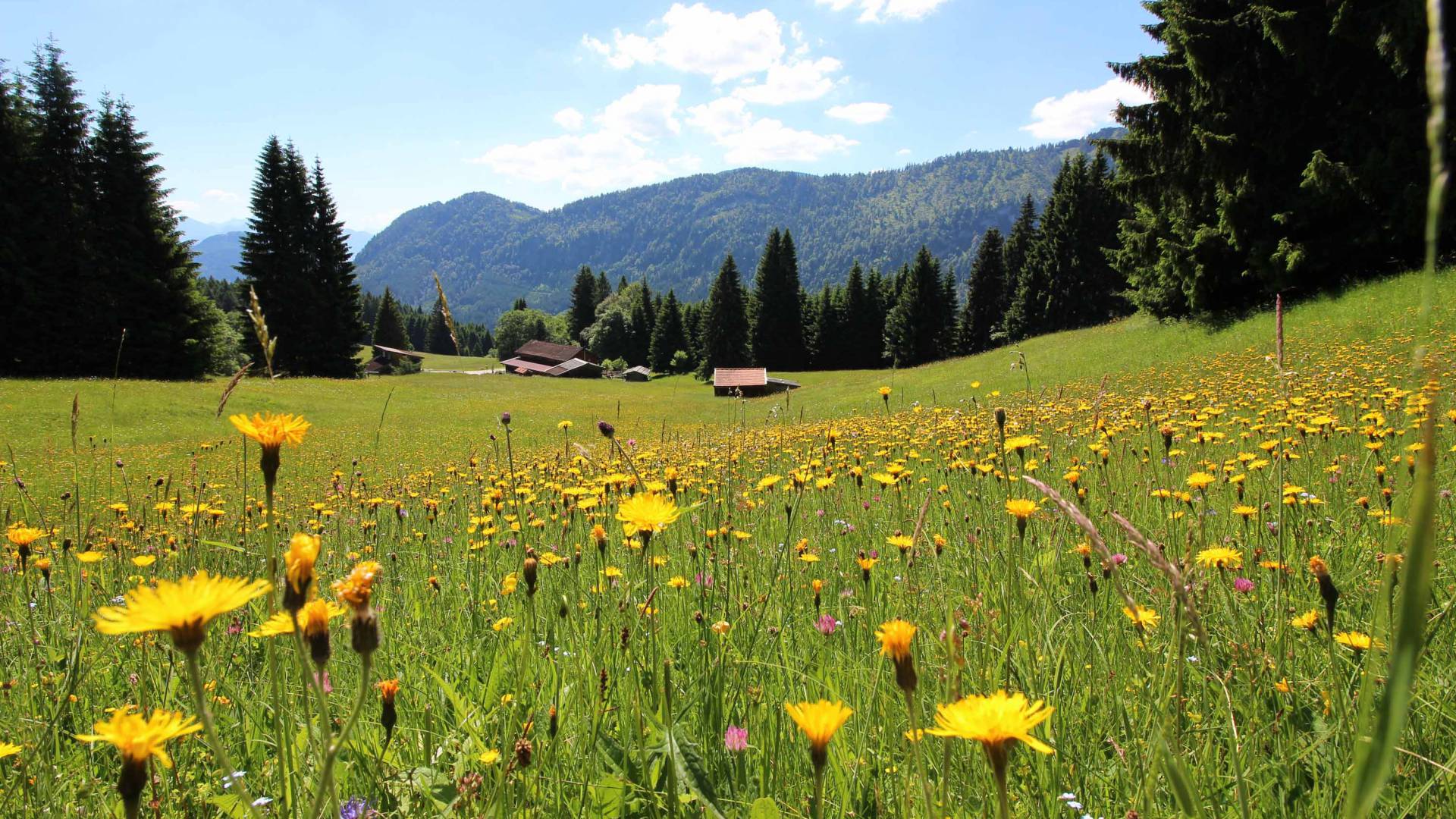 Allgäuerische Blumenwiese im Sommer